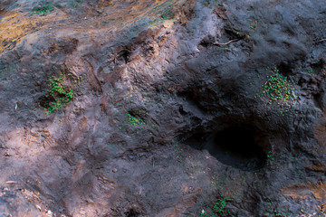 Plants Nesting in a Rock