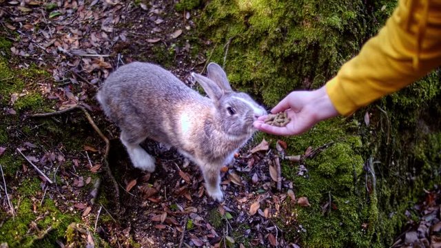 Bunny in the forest sits up and begs fof food in Okunoshima. Ōkunoshima in Japan is know as the Rabbit Island. Many feral rabbits roam the island.