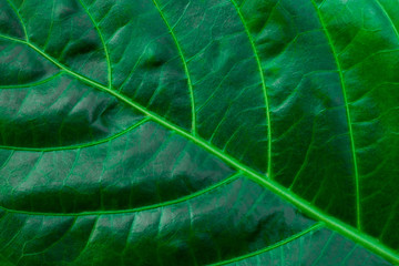abstract green leaf texture, nature background, tropical leaf