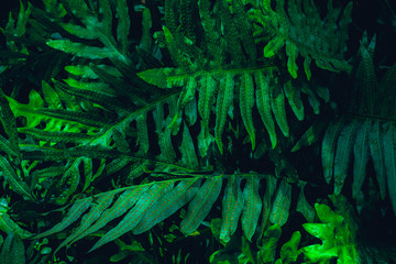 Fototapeta na wymiar abstract green fern leaf texture, nature background, tropical leaf