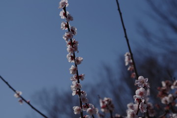 梅の花