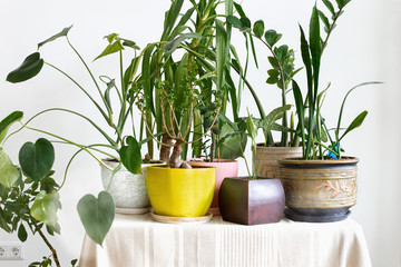 Different indoor plants on a table in a white interior. Home jungle concept