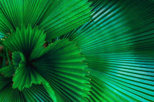 tropical palm leaf and shadow, abstract natural green background, dark blue tone © Nabodin