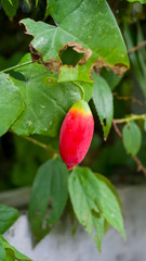 Image of the Ivy gourd or Coccinia grandis fruits on the branches, usually cooked as vegetables. Photographed at close range with blurred green leaf as background.