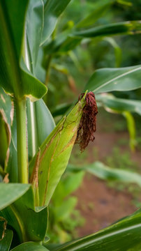 Image of the Sweet Corn fruits trees or (Zea mays convar. saccharata var. rugosa), photographed directly from the fields with blurry green leaf background.