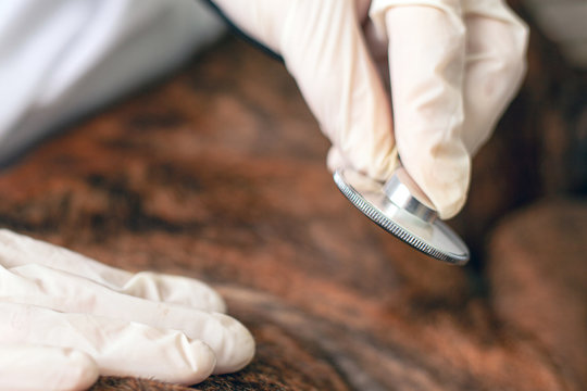 doctor vet listens to a sick dog with a stethoscope close-up ambulance for animals