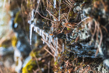 ice in forest