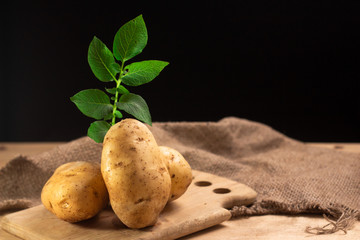 Raw potato food . Fresh potatoes with leaf on wooden ,black background. selective focus