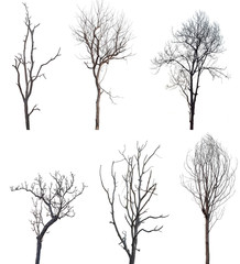 Collection of dead trees isolated on white background