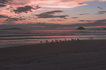 Amanecer en la playa brasilera con aves