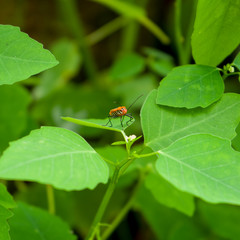 Various image of Red cotton stainer or Dysdercus cingulatus bugs. Photographed on the green leaf, with the blurred background.