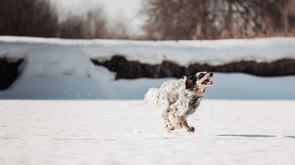 english setter on a winter background