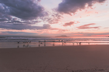 Amanecer en la playa brasilera con aves