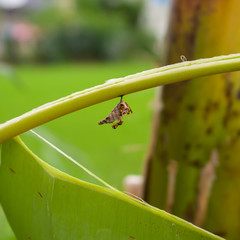 Selective focus images of Common social wasp or Polistes exclamans, photographed directly on the nest with green leaf and blurred background.