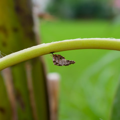 Selective focus images of Common social wasp or Polistes exclamans, photographed directly on the nest with green leaf and blurred background.
