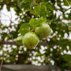 Soft focus image of the unripe fresh green Passion fruits or Passiflora edulis, photographed at close range on the branches with blurred background and natural light.
