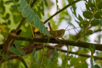 Javanese grasshopper or Valanga nigricornis, photographed at close range on the tree branches, with the blurred background..