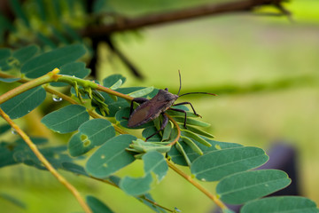 Selective and partial focus image the Leaf-footed bug as Coreidae family or Acanthocephala terminalis, photographed at close range on the tree branches, with the blurred background.