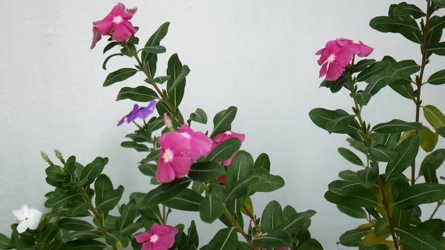 Beautiful Flower in Summer Days