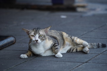 Homeless cat in Thailand