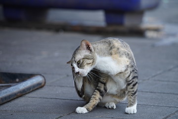 Homeless cat in Thailand