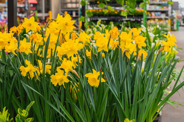 Floral arrangements  at local floral market in California. Daffodil flowers in bloom close up