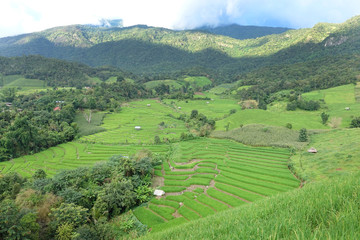 The beautiful landscape of rice fields in Thailand. 