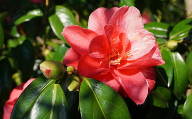 Incredible beautiful red camellia - Camellia japonica, known as common camellia or Japanese camellia.