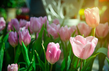 Beautiful fresh blooming sweet pink tulips in the garden during spring season with  blurred background