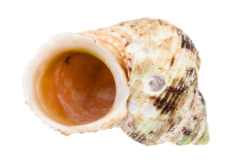 empty old shell of whelk mollusc isolated
