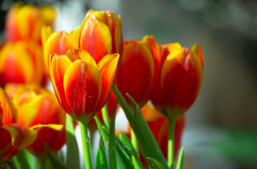 Beautiful fresh blooming red and yellow tulips in the field during spring season with  blurred background
