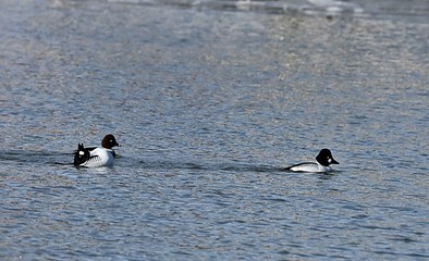 Common goldeneye on the river. Natural scene from Wisconsin.