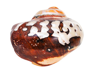 shell of nautilus mollusc isolated on white