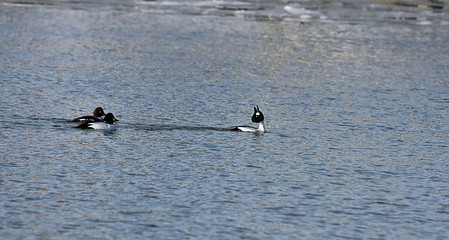 Common goldeneye on the river. Natural scene from Wisconsin.