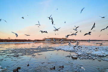 Many gulls flying over ice floes in the ice drift on the river in the evening at sunset
