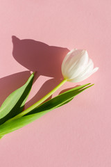 one white tulip on a pink background with a hard shadow