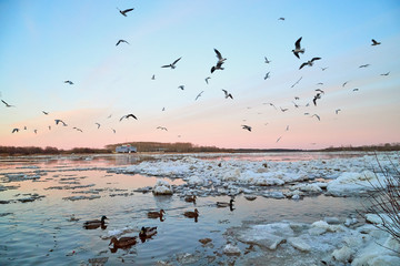 Many gulls flying over ice floes in the ice drift on the river in the evening at sunset