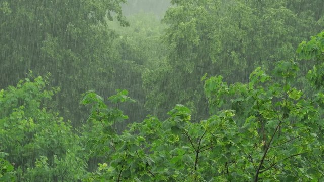 Heavy rain shower trees in the forest