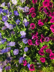 Fototapeta premium Colorful flowers. many flower species combined. Beautiful flowers in pots