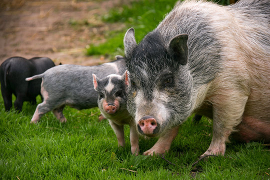 Pig with piglets in the pasture