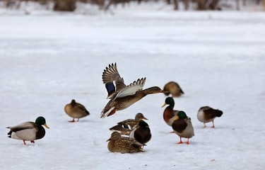  The most abundant and widespread of all waterfowl, the mallard is also the most hunted game bird.