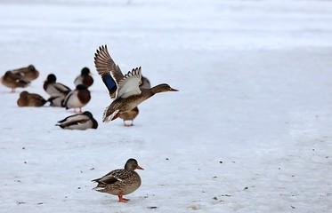  The most abundant and widespread of all waterfowl, the mallard is also the most hunted game bird.
