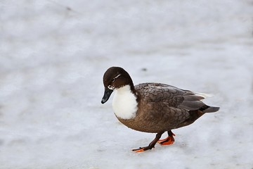 Wild Hybrid duck on the lake