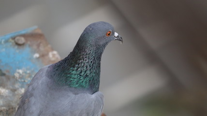 Head of a bird. Male Pigeon is ready to fly.