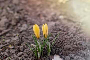 Two young green shoots sprout on the background of a yellow crocus in a flowerbed