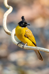 Black-crested Bulbul perching on liana looking into a distance