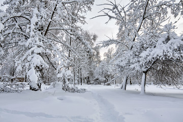 Winter park in snow. Beautiful winter trees branches with a lot of snow. Snow covered trees.