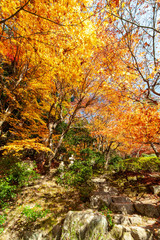 Fototapeta premium オレンジ色に光り輝く日本庭園の紅葉