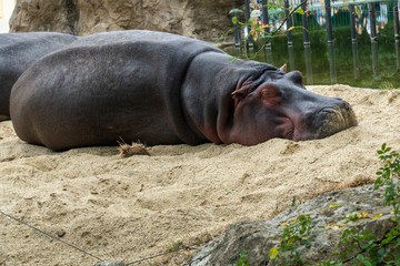 Lazy hippopotamus enjoying a nap on a sunny day