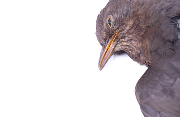 Dead blackbird isolated